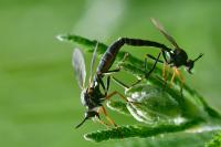 Dioctria rufipes