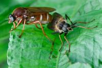 Coenomyia ferruginea