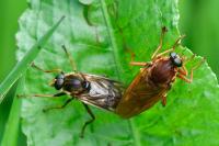 Coenomyia ferruginea