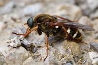 Coenomyia ferruginea