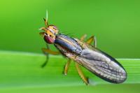 Limnia unguicornis