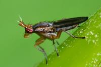 Limnia unguicornis