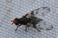Otites porcus