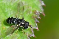 Paragus pecchiolii