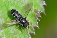 Paragus pecchiolii