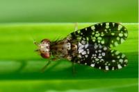Trypetoptera punctulata
