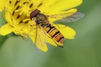 Episyrphus balteatus