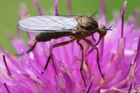 Empis livida