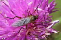 Empis livida