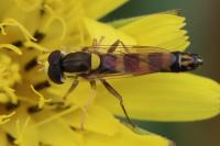 Sphaerophoria scripta