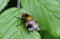 Volucella bombylans