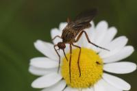 Empis livida