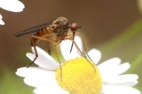 Empis livida