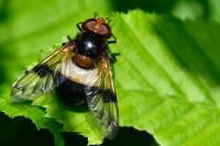 Volucella pellucens