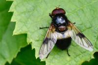 Volucella pellucens