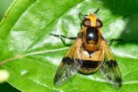 Volucella inflata