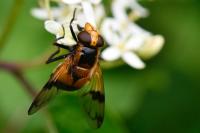 Volucella inflata
