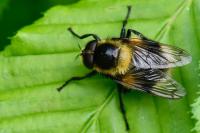 Volucella bombylans