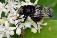 Volucella bombylans