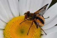 Ectophasia crassipennis