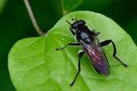 Brachypalpoides lentus