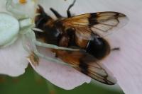 Volucella inflata