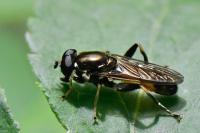 Xylota segnis