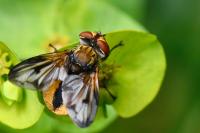 Ectophasia crassipennis