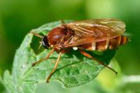 Coenomyia ferruginea