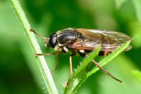 Coenomyia ferruginea