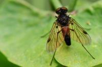 Chrysopilus cristatus