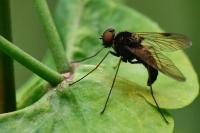 Chrysopilus cristatus