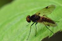 Chrysopilus cristatus