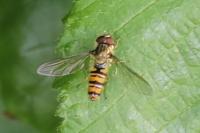 Episyrphus balteatus