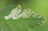 Phytomyza chaerophylli