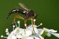Empis nigritarsis