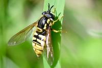 Chrysotoxum cautum