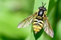 Chrysotoxum cautum