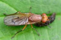 Tetanocera ferruginea