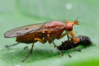 Tetanocera ferruginea