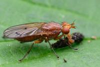 Tetanocera ferruginea