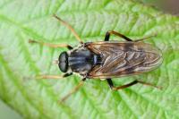 Coenomyia ferruginea