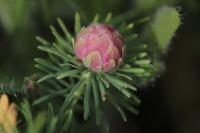 Spurgia euphorbiae