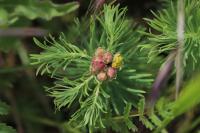 Spurgia euphorbiae