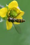 Episyrphus balteatus