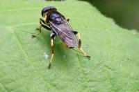 Xylota sylvarum