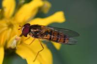 Episyrphus balteatus
