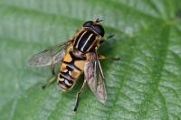 Helophilus pendulus