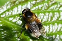 Volucella bombylans