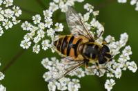 Myathropa florea